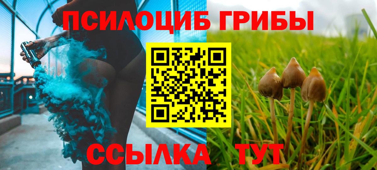 Псилоцибиновые грибы Cubensis Буйнакск